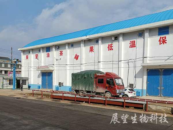油茶鮮果收購(gòu)
